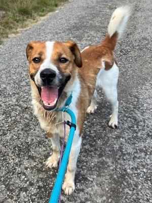 VENDO Cani a Pavullo nel Frignano &ndash; foto 1
