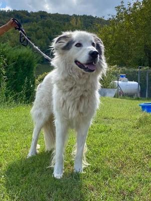 VENDO Cani a Pavullo nel Frignano &ndash; foto 1