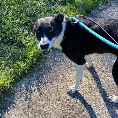 VENDO Cani a Pavullo nel Frignano &ndash; foto 1