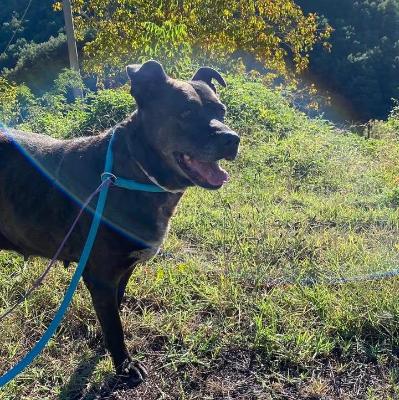 VENDO Cani a Pavullo nel Frignano &ndash; foto 1
