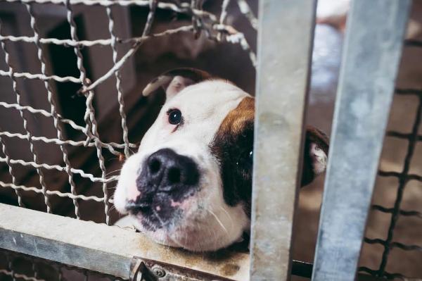 VENDO Cani a Pavullo nel Frignano &ndash; foto 1