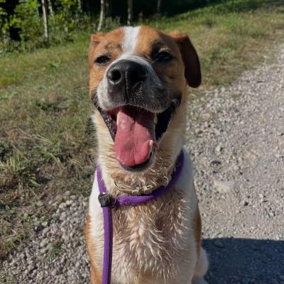 VENDO Cani a Pavullo nel Frignano &ndash; foto 1
