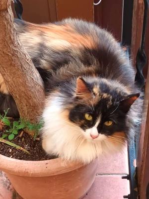 VENDO Gatti a Monselice &ndash; foto 1