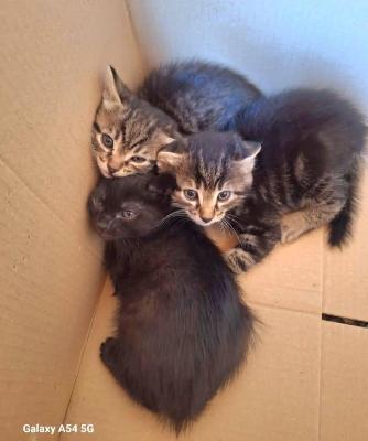 VENDO Gatti a Monselice &ndash; foto 1