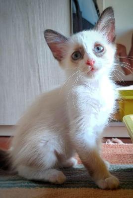 VENDO Gatti a Monselice &ndash; foto 1