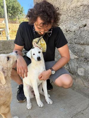 VENDO Cani a Bergamo &ndash; foto 1