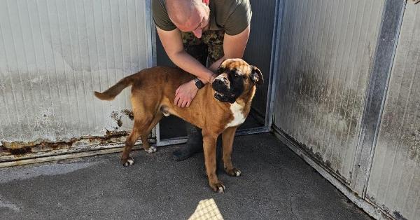 VENDO Cani a Bergamo &ndash; foto 1