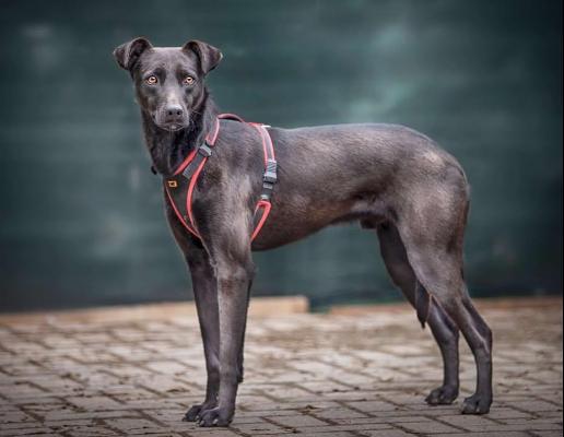 VENDO Cani a Bergamo &ndash; foto 1