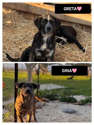 VENDO Cani a Bergamo &ndash; foto 1
