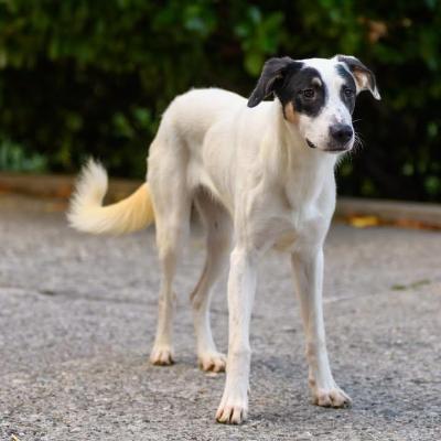VENDO Cani a Bergamo &ndash; foto 1