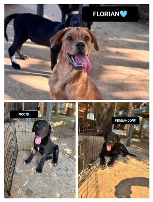 VENDO Cani a Bergamo &ndash; foto 1