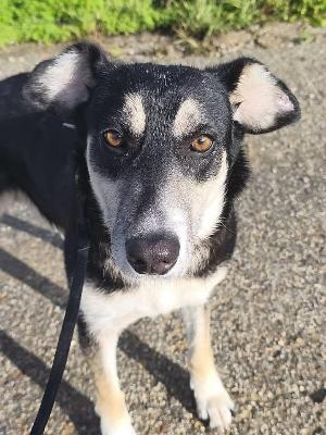 VENDO Cani a Bergamo &ndash; foto 1