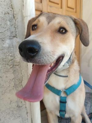 VENDO Cani a Bergamo &ndash; foto 1