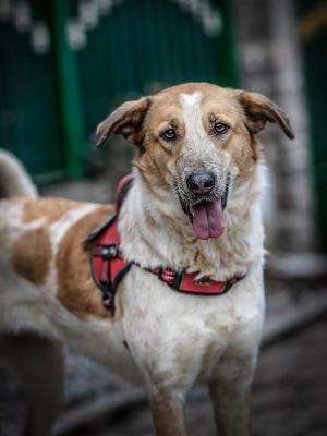 VENDO Cani a Bergamo &ndash; foto 1