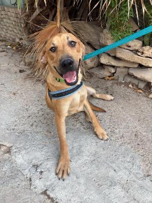 VENDO Cani a Bergamo &ndash; foto 1