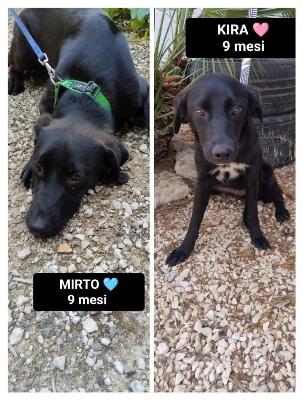 VENDO Cani a Bergamo &ndash; foto 1