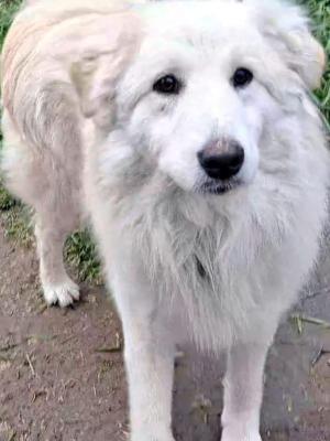 VENDO Cani a Bergamo &ndash; foto 1