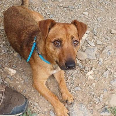 VENDO Cani a Genova &ndash; foto 1