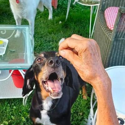 VENDO Cani a Genova &ndash; foto 1