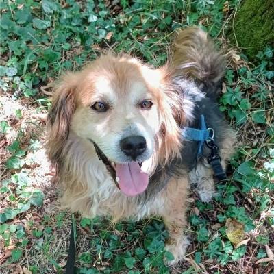 VENDO Cani a Genova &ndash; foto 1