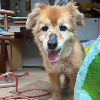 VENDO Cani a Genova &ndash; foto 1