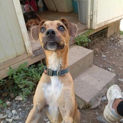 VENDO Cani a Genova &ndash; foto 1