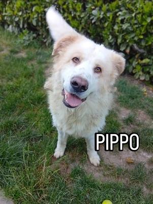VENDO Cani a Bergamo &ndash; foto 1