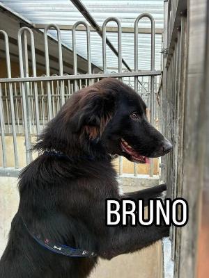 VENDO Cani a Bergamo &ndash; foto 1