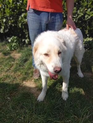 VENDO Cani a Bergamo &ndash; foto 1
