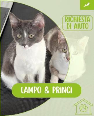 VENDO Gatti a Inzago &ndash; foto 1