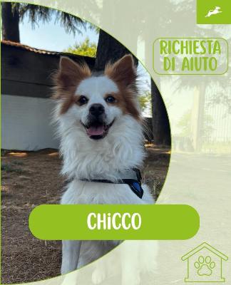 VENDO Cani a Inzago &ndash; foto 1