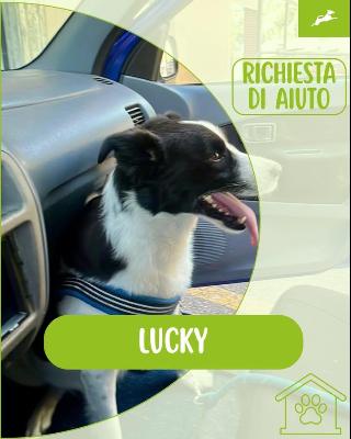 VENDO Cani a Inzago &ndash; foto 1