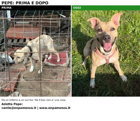 VENDO Cani a Monza &ndash; foto 1