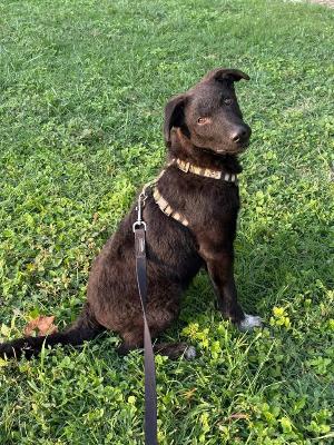VENDO Cani a Monza &ndash; foto 1
