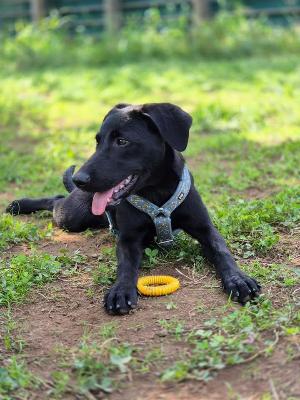 VENDO Cani a Monza &ndash; foto 1