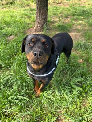 VENDO Cani a Monza &ndash; foto 1