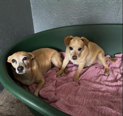 VENDO Cani a Omegna &ndash; foto 1