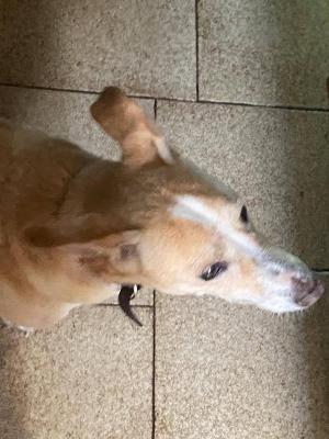 VENDO Cani a Omegna &ndash; foto 1