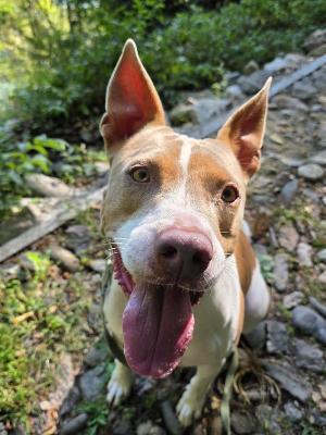 VENDO Cani a Omegna &ndash; foto 1