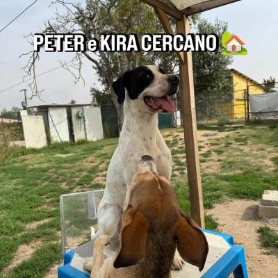 VENDO Cani a San Giuliano Milanese &ndash; foto 1