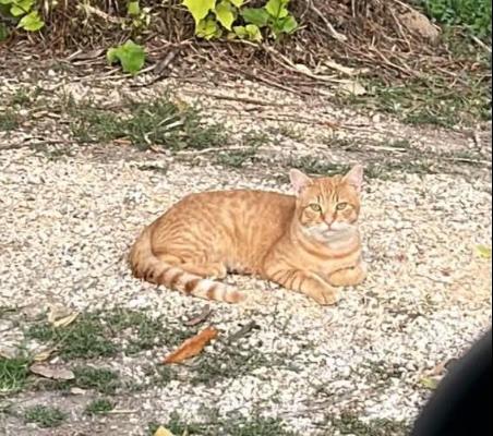 VENDO Gatti a Chioggia &ndash; foto 1