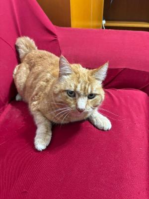 VENDO Gatti a Fanano &ndash; foto 1
