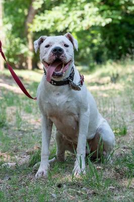 VENDO Cani a Ferrara &ndash; foto 1