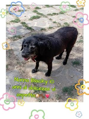 VENDO Cani a Perugia &ndash; foto 1