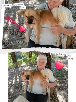 VENDO Cani a Perugia &ndash; foto 1