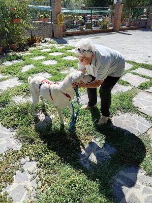 VENDO Cani a Perugia &ndash; foto 1