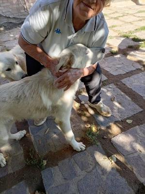 VENDO Cani a Perugia &ndash; foto 1