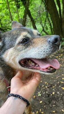 VENDO Cani a Locate Varesino &ndash; foto 1