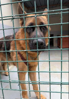 VENDO Cani a Genova &ndash; foto 1