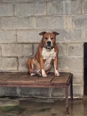 VENDO Cani a Genova &ndash; foto 1